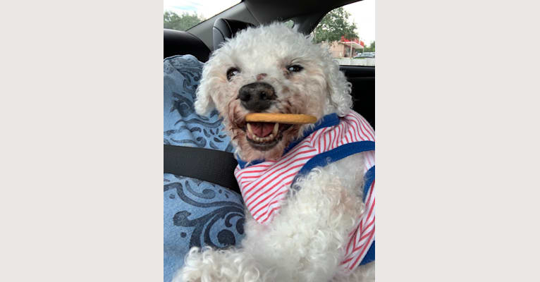 Harry, a Bichon Frise tested with EmbarkVet.com