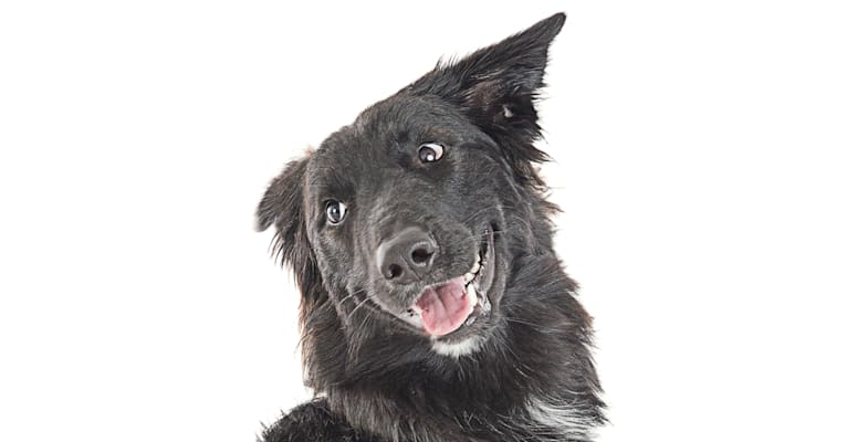 Gracie, a German Shepherd Dog and Border Collie mix tested with EmbarkVet.com