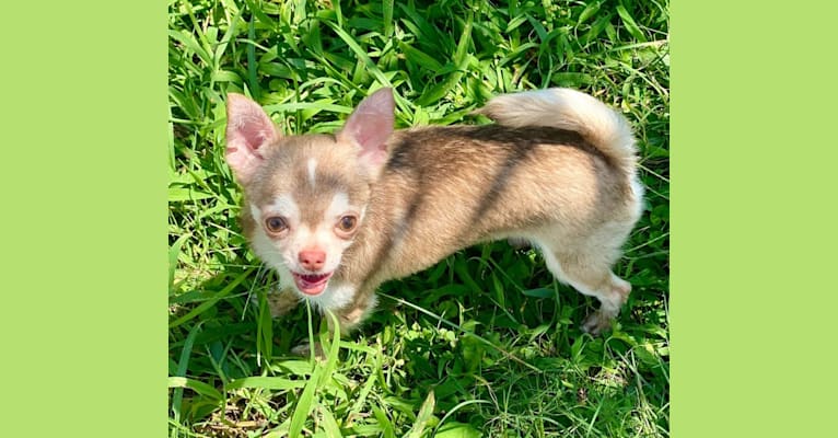 Photo of Wolf, a Chihuahua 