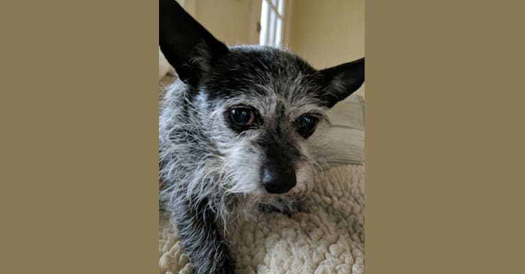 Nina, a Chihuahua and Poodle (Small) mix tested with EmbarkVet.com