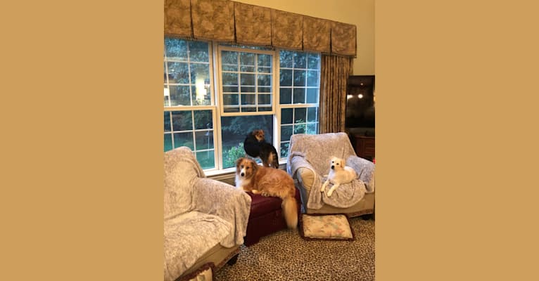 Photo of Fletcher, an Australian Shepherd, Shetland Sheepdog, Pomeranian, Staffordshire Terrier, and Basset Hound mix in Virginia, USA