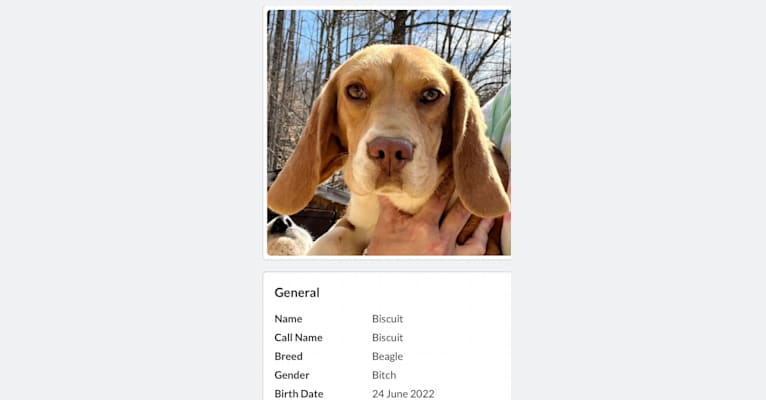 Biscuit, a Beagle tested with EmbarkVet.com