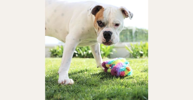 Photo of Kobe, a Bulldog, American Pit Bull Terrier, and American Staffordshire Terrier mix in Palm Springs, California, USA