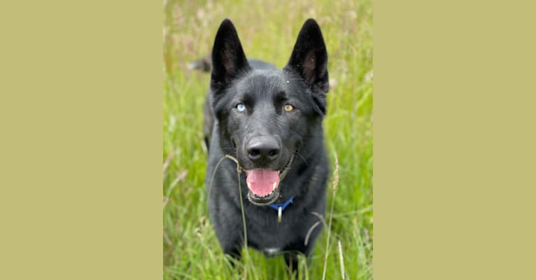 Kai, a German Shepherd Dog and Siberian Husky mix tested with EmbarkVet.com