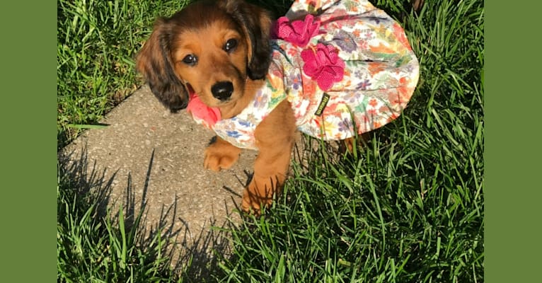 Hattie, a Dachshund (4.3% unresolved) tested with EmbarkVet.com