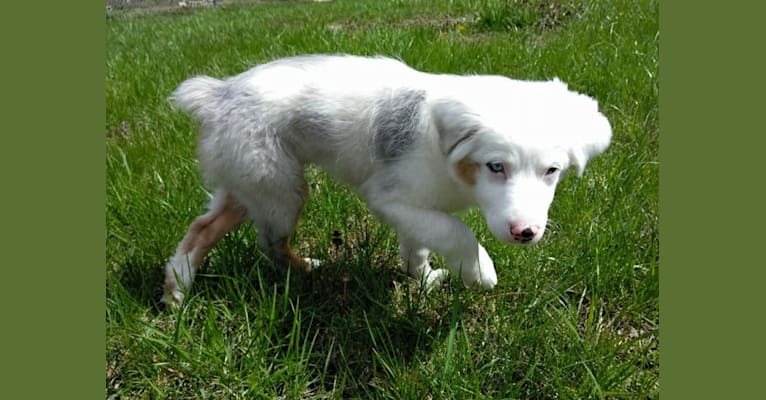 Kiva, an Australian Shepherd tested with EmbarkVet.com