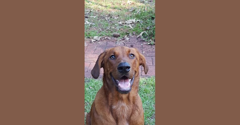 Max, a Bloodhound and Golden Retriever mix tested with EmbarkVet.com