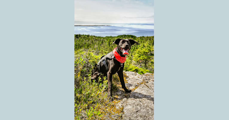 Photo of Cinder, a Newfoundland, Labrador Retriever, Chesapeake Bay Retriever, Collie, German Shepherd Dog, and Mixed mix in Marystown, Newfoundland and Labrador, Canada