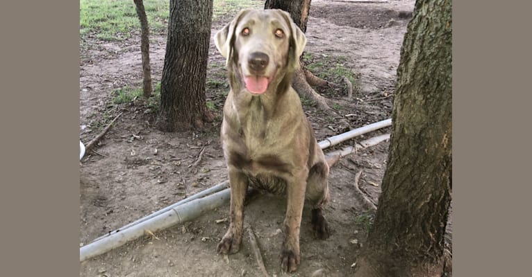 LUCY, a Labrador Retriever tested with EmbarkVet.com