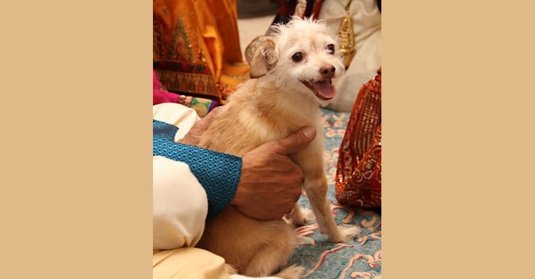 Pavan, a Poodle (Small) and Chihuahua mix tested with EmbarkVet.com