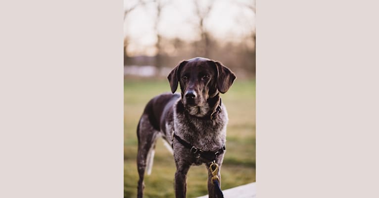 Gladys, a Coonhound and Bloodhound mix tested with EmbarkVet.com