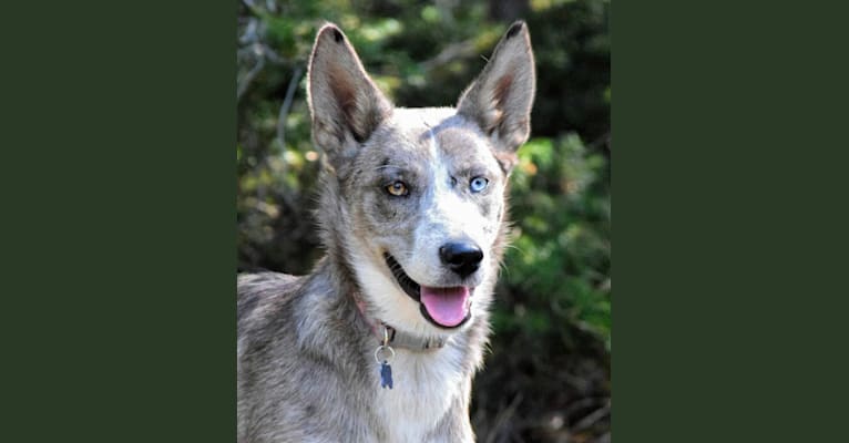 Blue heeler siberian husky mix clearance