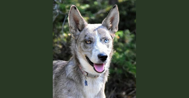 Rain, a Siberian Husky and Border Collie mix tested with EmbarkVet.com