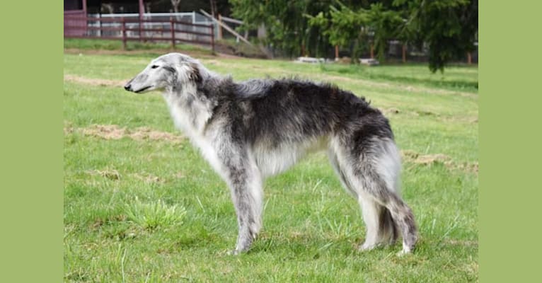 Blanche, a Silken Windhound tested with EmbarkVet.com