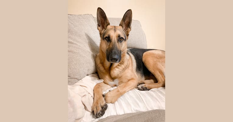 Meka, a German Shepherd Dog and Siberian Husky mix tested with EmbarkVet.com
