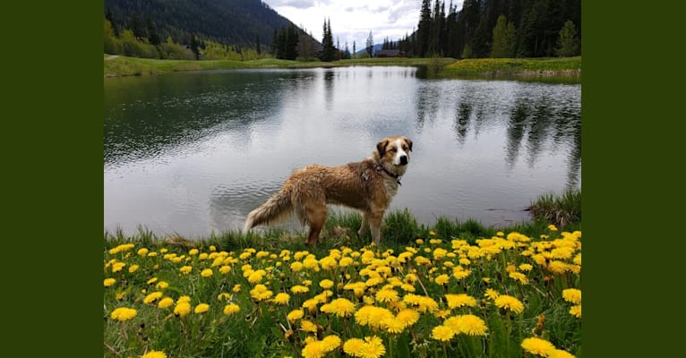 Photo of Miska, a Great Pyrenees, American Pit Bull Terrier, and German Shepherd Dog mix in Vanderhoof, British Columbia, Canada