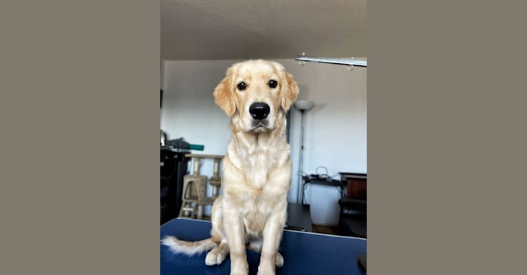 Alita, a Golden Retriever tested with EmbarkVet.com