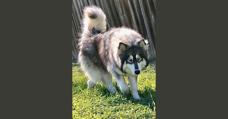 Kyla, a Siberian Husky tested with EmbarkVet.com