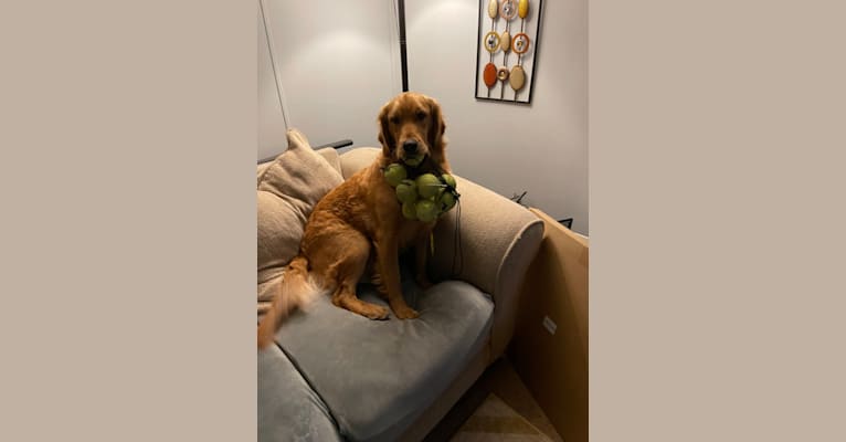 Baby Girl, a Golden Retriever tested with EmbarkVet.com