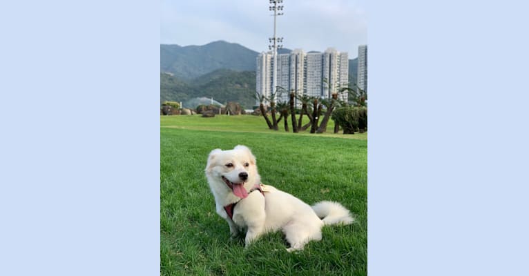 Jada, an East Asian Village Dog and Pekingese mix tested with EmbarkVet.com