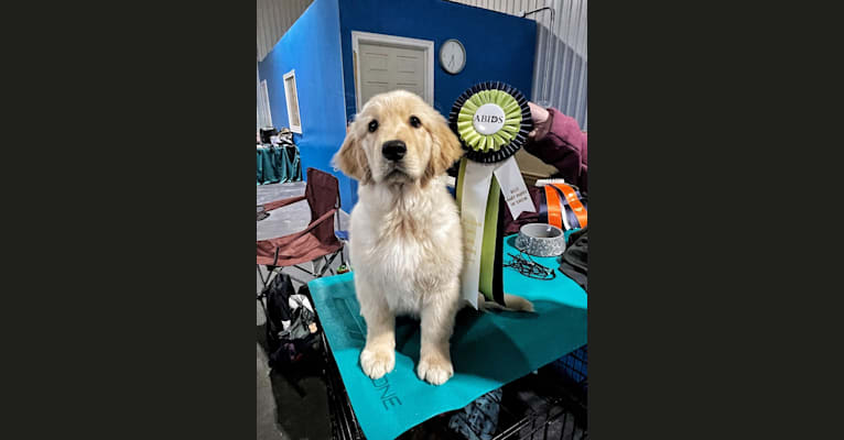 Alita, a Golden Retriever tested with EmbarkVet.com
