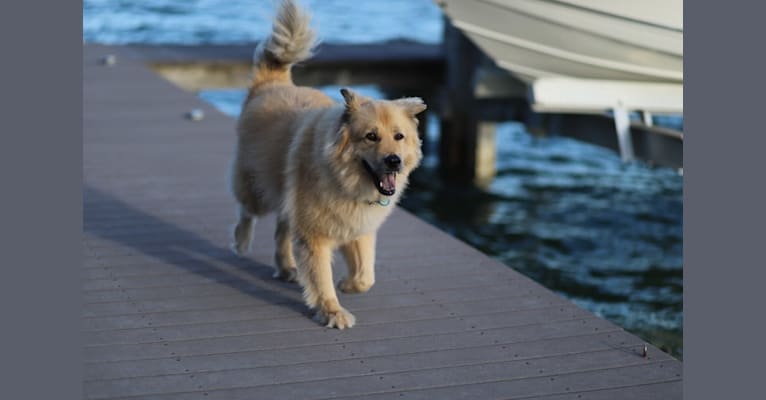 Max, a Chow Chow and American Pit Bull Terrier mix tested with EmbarkVet.com