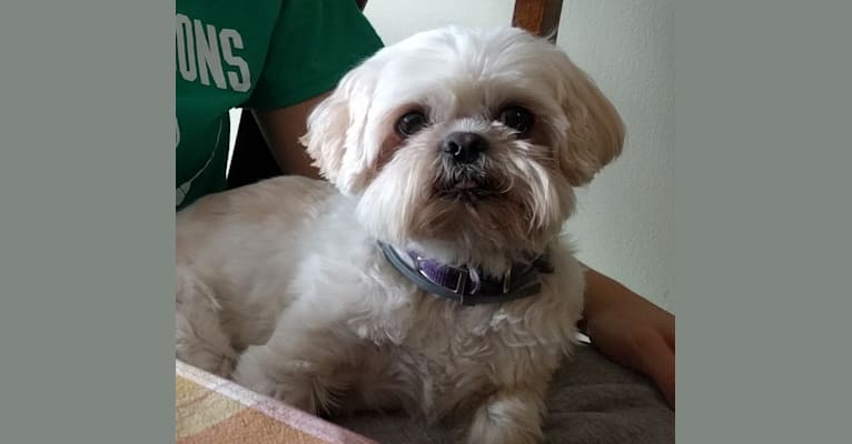 Derpy McDerpface, a Shih Tzu and Pekingese mix tested with EmbarkVet.com