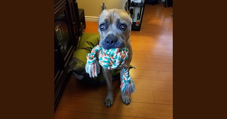 Dredd, a Cane Corso tested with EmbarkVet.com