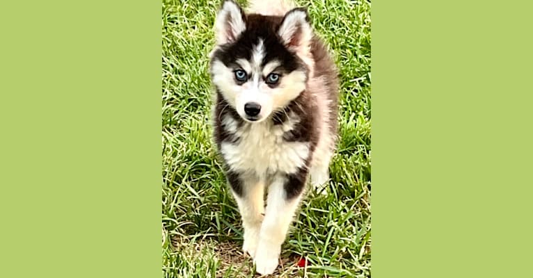 River, a Pomsky tested with EmbarkVet.com