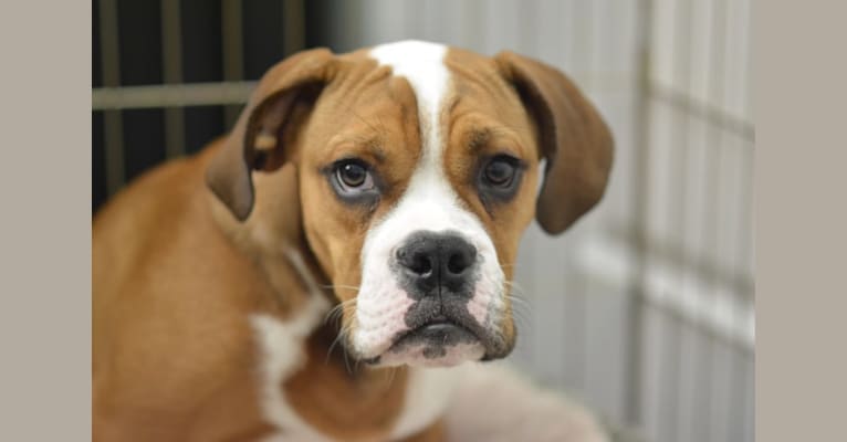 Baxter, a Bulldog and Beagle mix tested with EmbarkVet.com