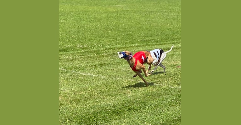 Holly, a Greyhound tested with EmbarkVet.com