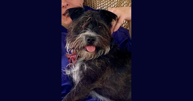 Boston terrier havanese mix outlet