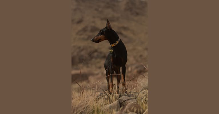 Tag, a Manchester Terrier (Standard) tested with EmbarkVet.com