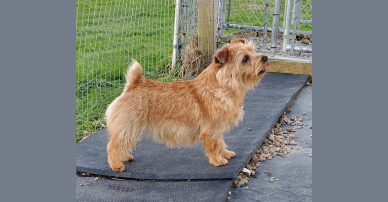 Brooks Chase Red Hot Pistol, a Norfolk Terrier tested with EmbarkVet.com