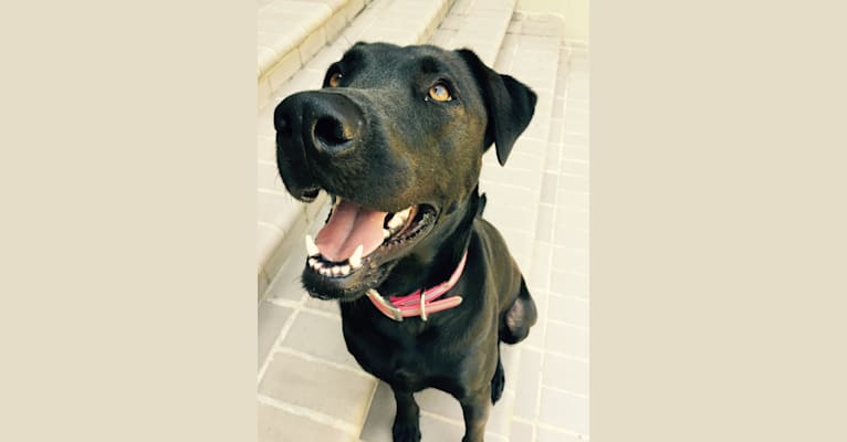 Malea, a Labrador Retriever and Staffordshire Terrier mix tested with EmbarkVet.com