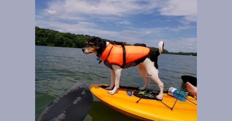 Finley, a Beagle and Golden Retriever mix tested with EmbarkVet.com