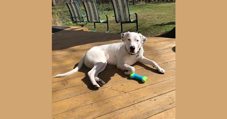Photo of Dylan, an American Bully, Great Pyrenees, American Pit Bull Terrier, Bluetick Coonhound, and American English Coonhound mix in Tennessee, USA