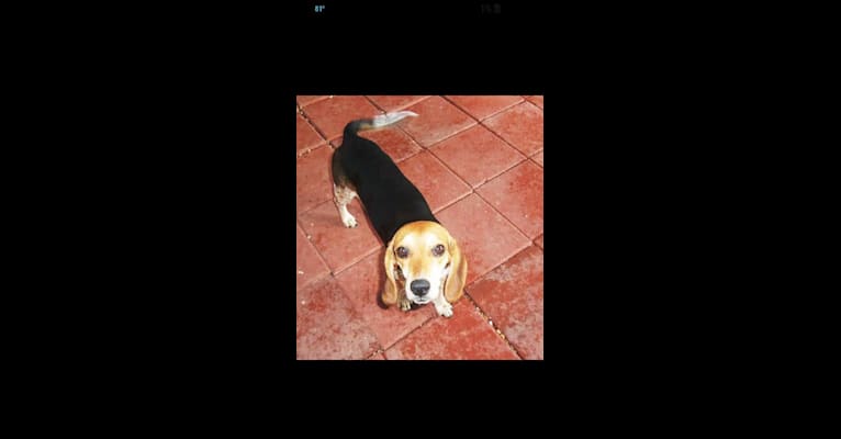 Travis, a Beagle tested with EmbarkVet.com