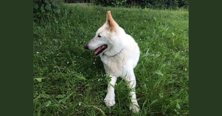 Dusty, a German Shepherd Dog and Akita mix tested with EmbarkVet.com