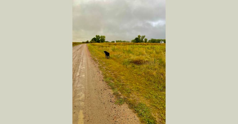 Photo of Bear, a Labrador Retriever and Saint Bernard mix in Lincoln, Nebraska, USA