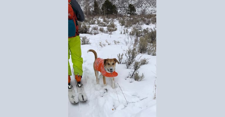 Photo of Bear, a Great Pyrenees, Australian Cattle Dog, Rottweiler, German Shepherd Dog, and Mixed mix in Parker, Colorado, USA