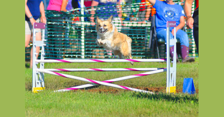 Siren, an American Eskimo Dog and American Pit Bull Terrier mix tested with EmbarkVet.com