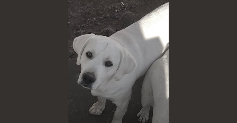 Maxx Rocky, a Labrador Retriever tested with EmbarkVet.com