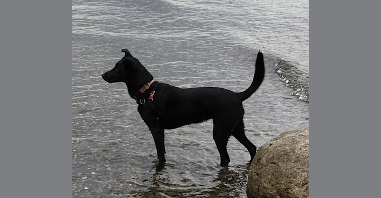 Lindy, a Formosan Mountain Dog tested with EmbarkVet.com