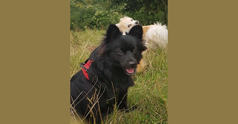 Kira, a Pomeranian and German Spitz mix tested with EmbarkVet.com
