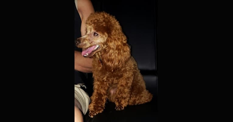 Red, a Poodle (Small) tested with EmbarkVet.com