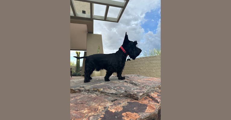 Aapo, a Scottish Terrier tested with EmbarkVet.com
