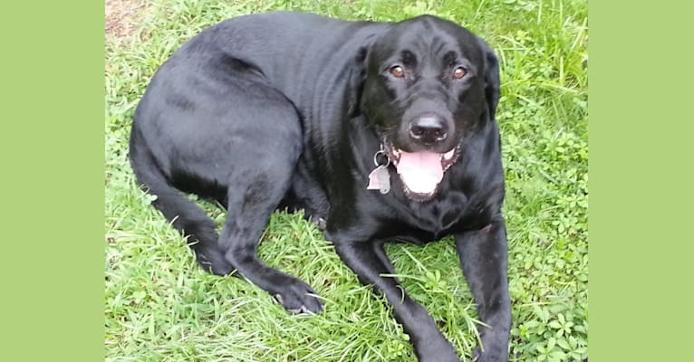 Sarge, a Labrador Retriever and Chesapeake Bay Retriever mix tested with EmbarkVet.com