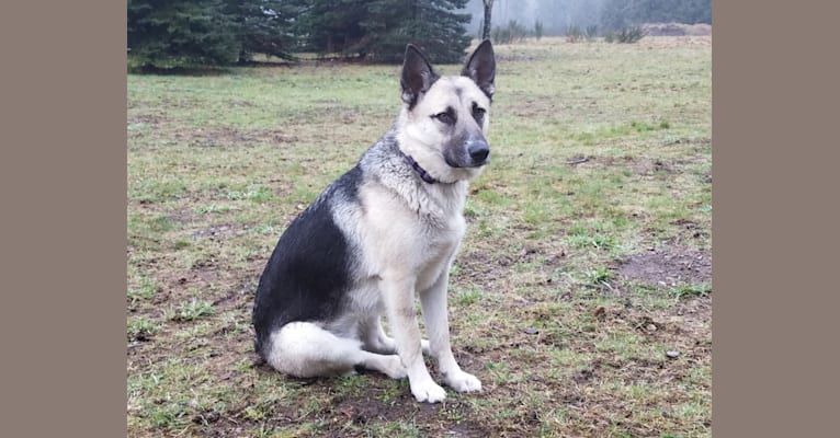 Molly, a German Shepherd Dog and Siberian Husky mix tested with EmbarkVet.com