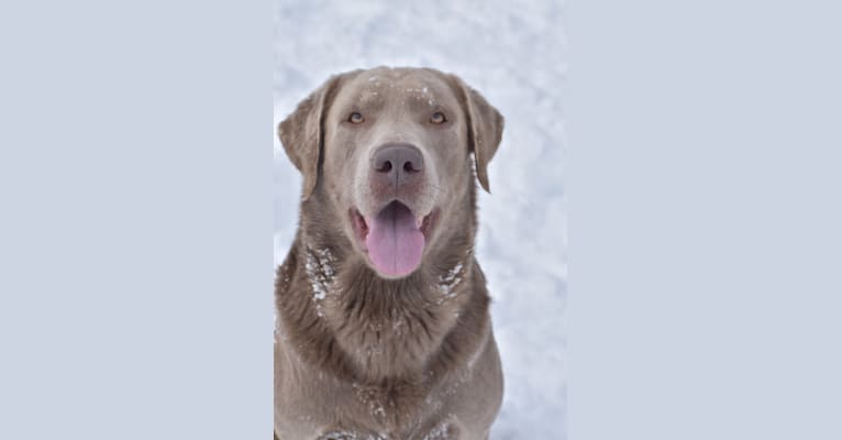 Drake So Cute Watson, a Labrador Retriever tested with EmbarkVet.com